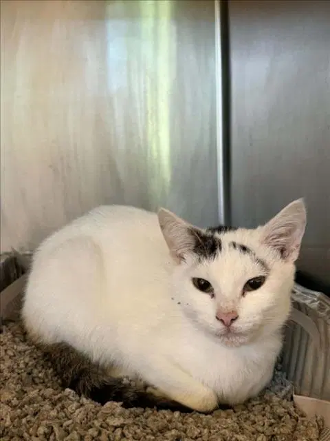 Unknown - Domestic Short Hair