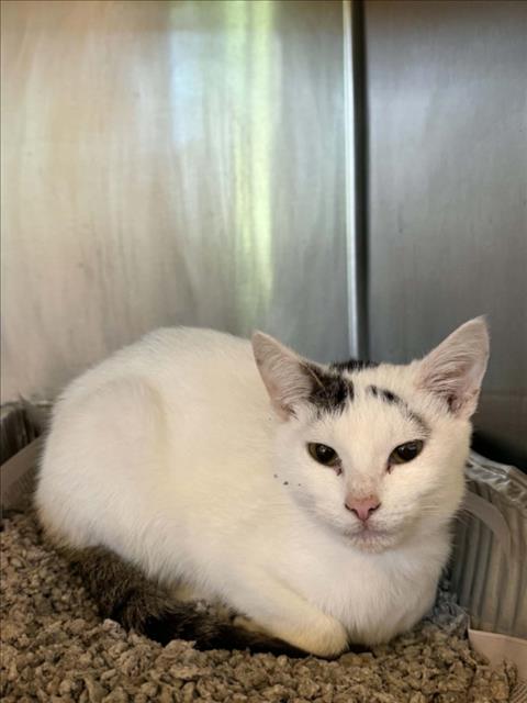 FLEBEBE, a cat for adoption from City of Houston, Bureau of Animal Regulation and Care