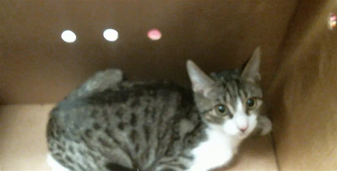 Unknown - Domestic Short Hair