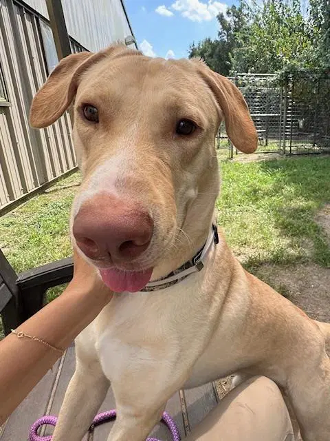 Sam - Labrador Retriever