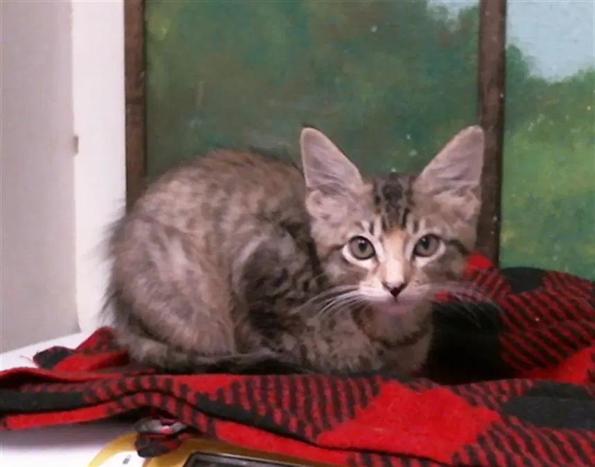 Felicia - Domestic Short Hair