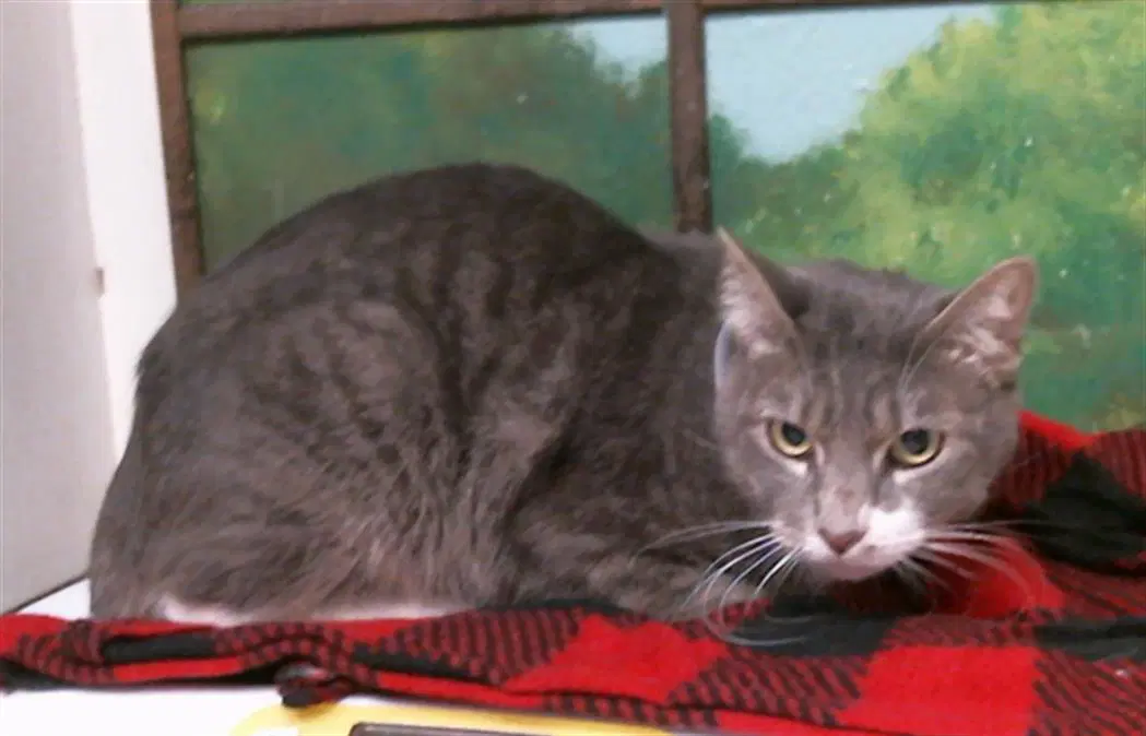 Marshall - Domestic Short Hair
