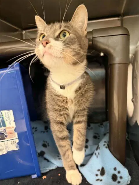 Marshall - Domestic Short Hair