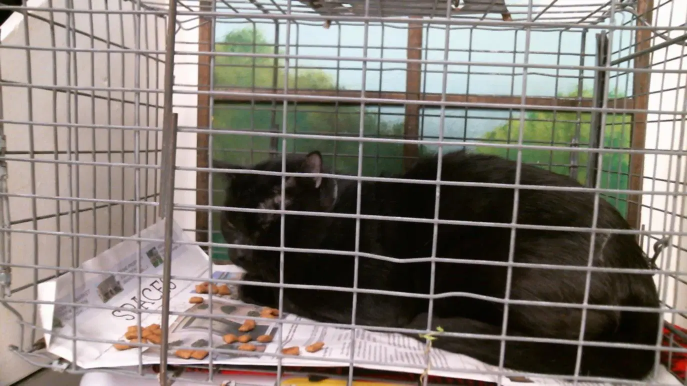 Shadow - Domestic Short Hair