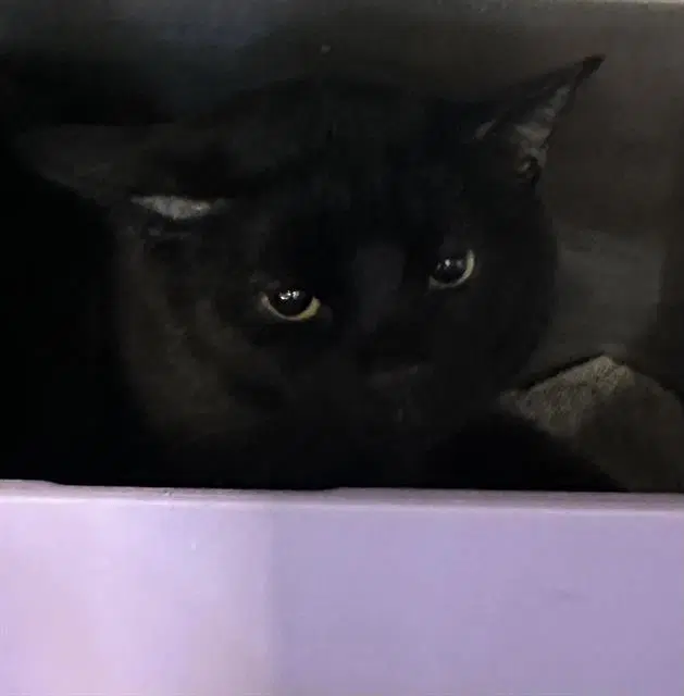 Shadow - Domestic Short Hair