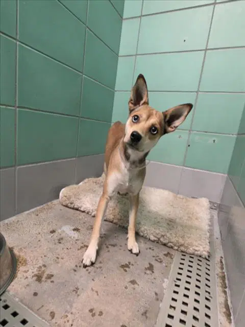 Little Bit - Chihuahua
