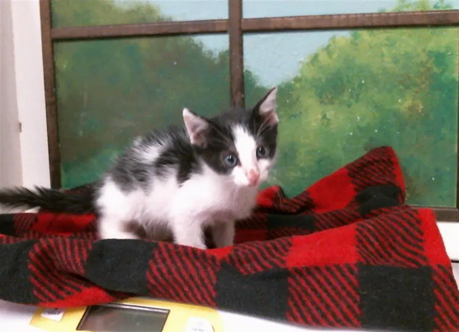 Beanie - Domestic Short Hair