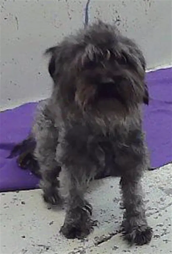Unknown - Miniature Schnauzer