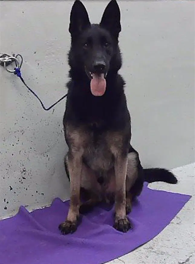 Balor - German Shepherd Dog