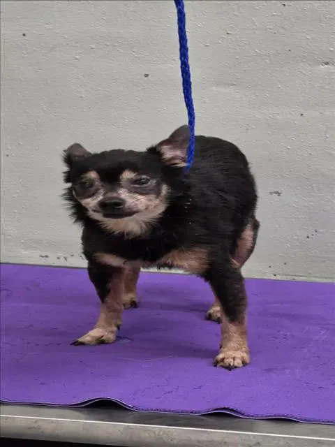 Princess - Chihuahua