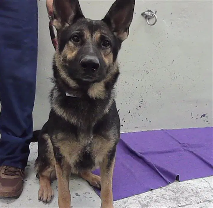 Liberty - German Shepherd Dog