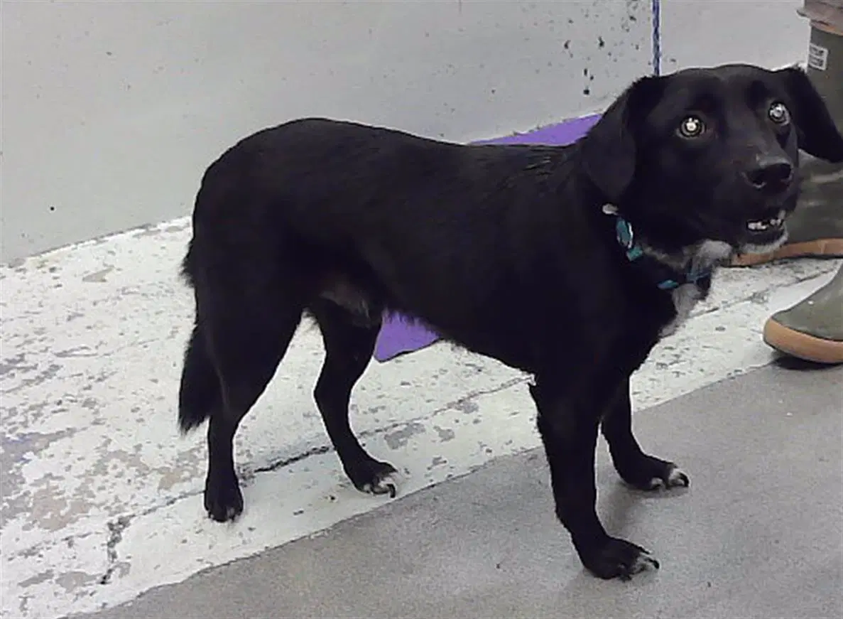 Bentley - Labrador Retriever
