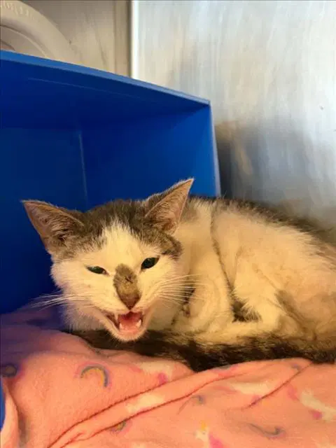 Unknown - Domestic Short Hair