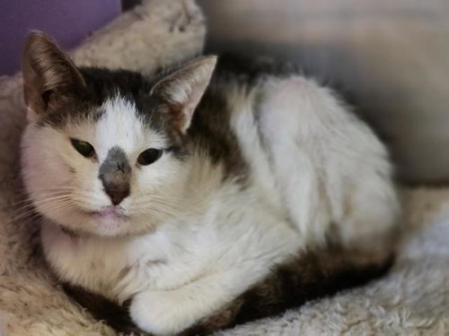 PIKACHU, a cat for adoption from City of Houston, Bureau of Animal Regulation and Care