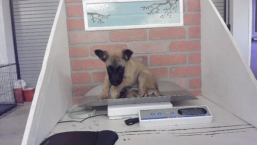 Eve - Belgian Shepherd Malinois