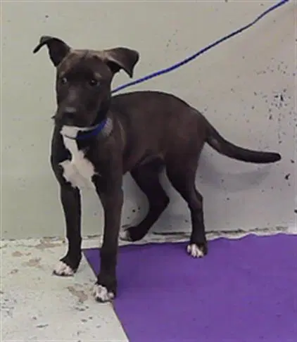 Pepper - Staffordshire Bull Terrier