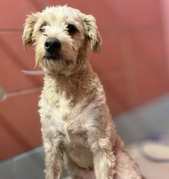 Max - Poodle (Standard)