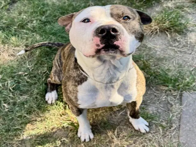 Stone - Staffordshire Bull Terrier