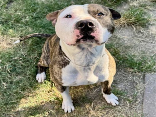STONE, a dog for adoption from City of Houston, Bureau of Animal Regulation and Care