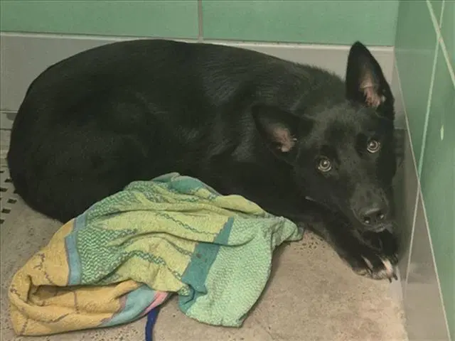 Unknown - German Shepherd Dog