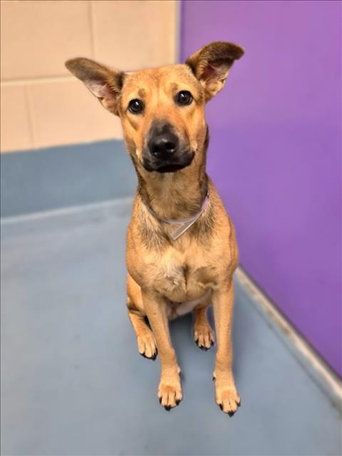 BALEY, a dog for adoption from City of Houston, Bureau of Animal Regulation and Care
