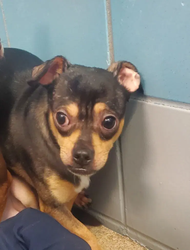 Old Man - Chihuahua