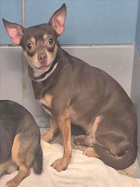 Little Man - Chihuahua