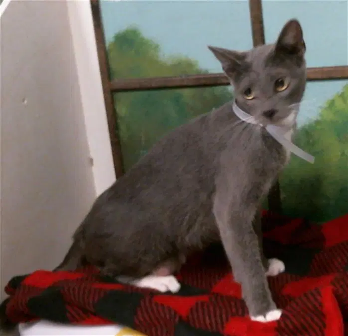 Unknown - Domestic Short Hair