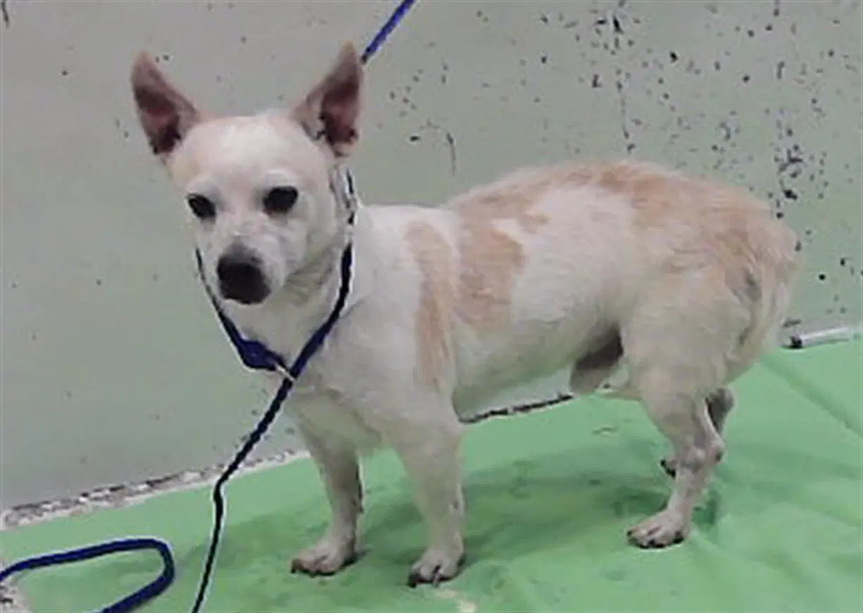 Little Brown - Chihuahua