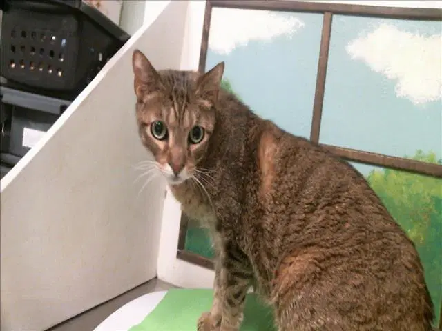 Wally - Domestic Short Hair