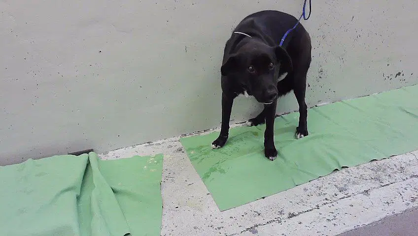 Unknown - Staffordshire Bull Terrier