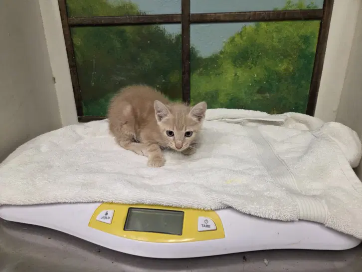 Luxio - Domestic Short Hair