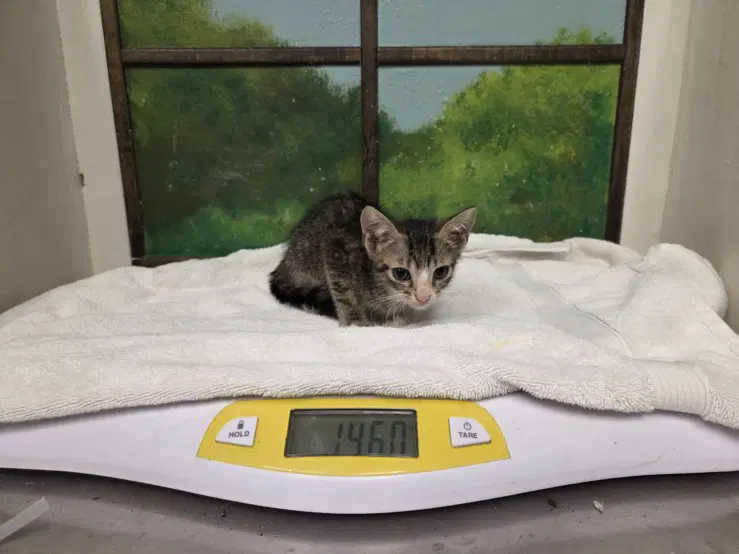 Glameow - Domestic Short Hair