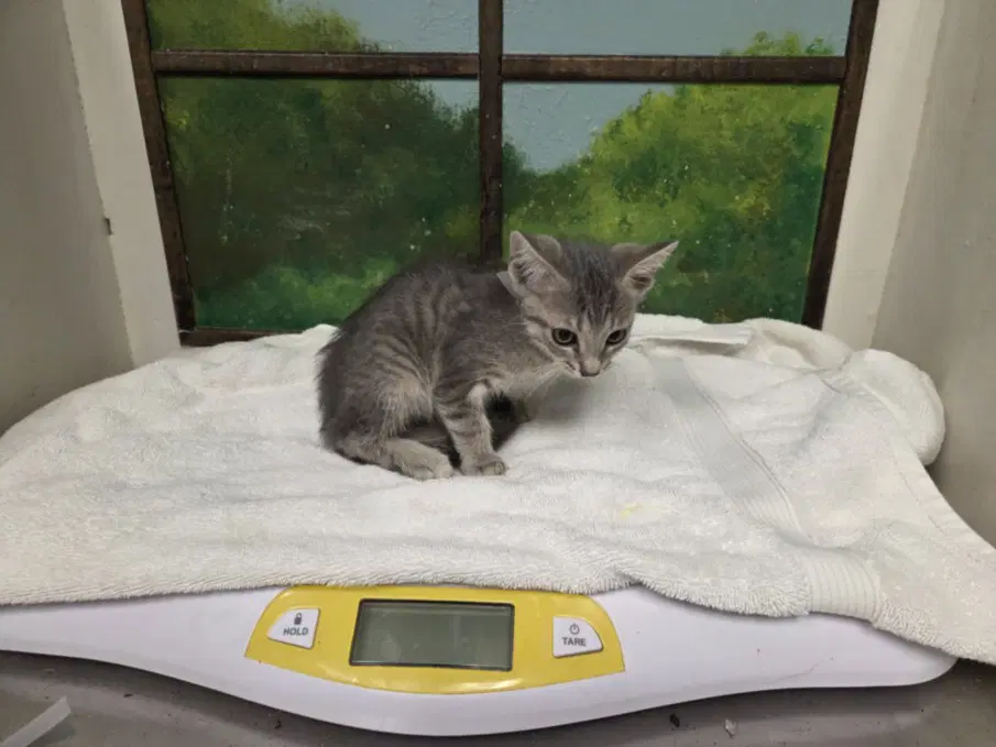 Purlion - Domestic Short Hair