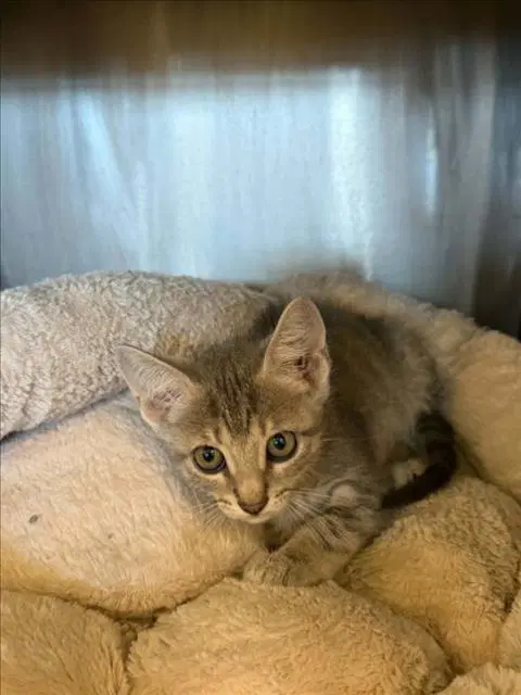 Purlion - Domestic Short Hair