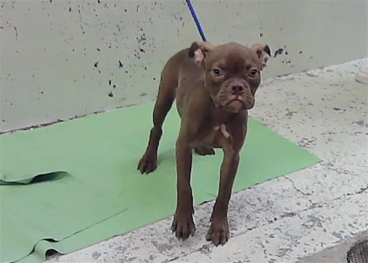 Cookie - French Bulldog