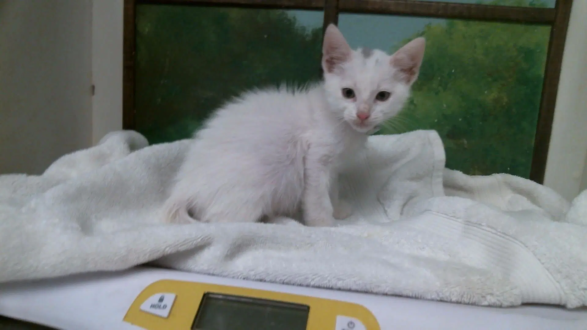 Chien-Pao - Domestic Short Hair