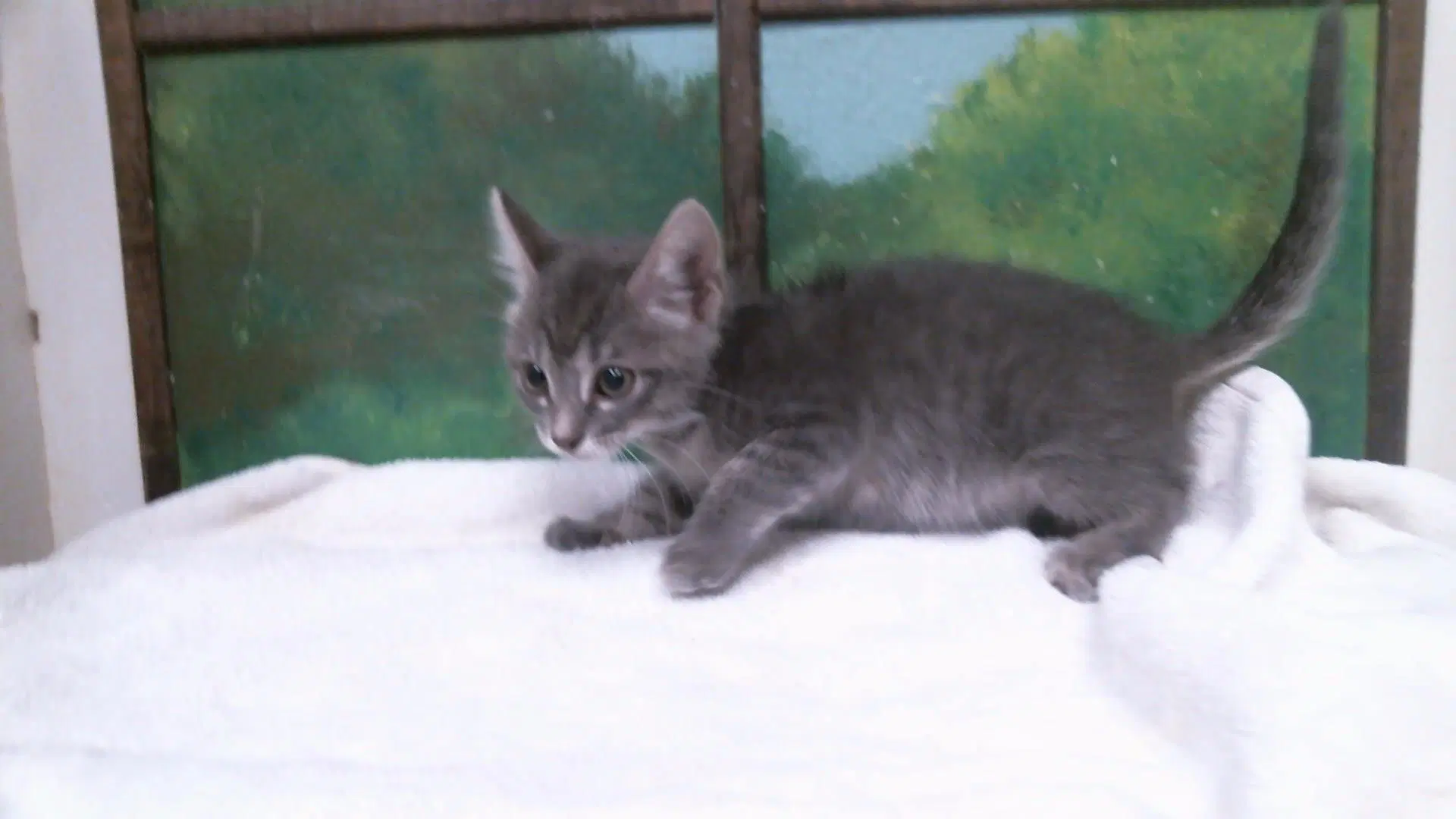 Jigglypuff - Domestic Short Hair