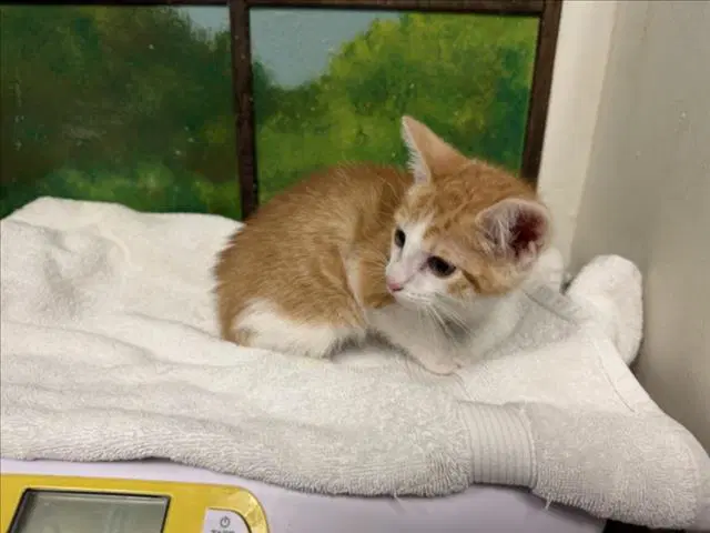 Oliver - Domestic Short Hair