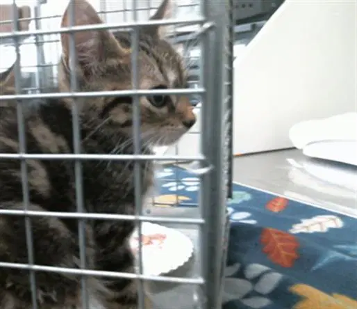 Unknown - Domestic Short Hair