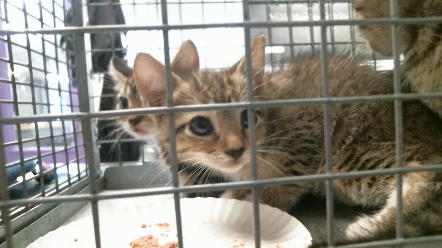 Unknown - Domestic Short Hair