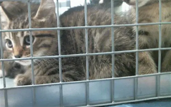 Unknown - Domestic Short Hair