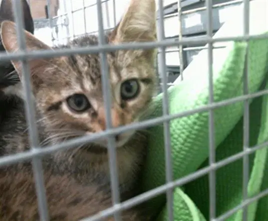 Unknown - Domestic Short Hair
