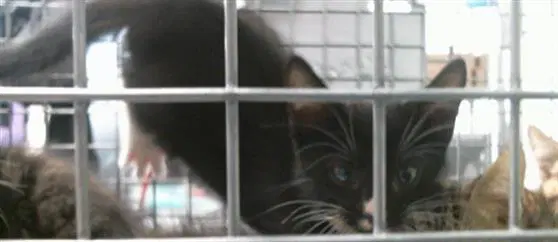 Unknown - Domestic Short Hair