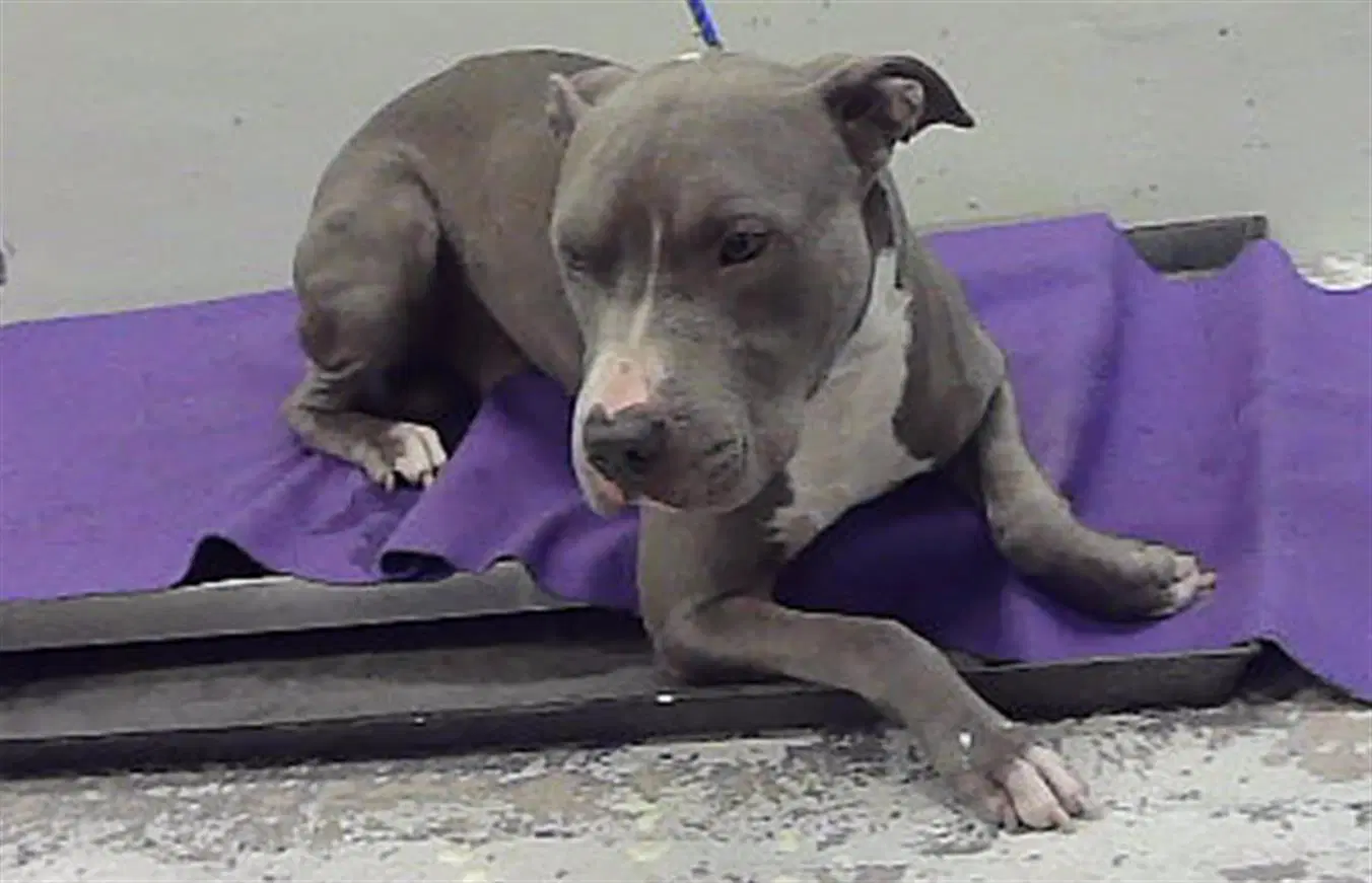Bluey - Staffordshire Bull Terrier