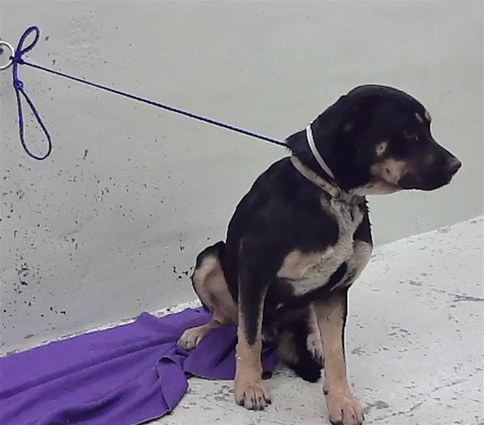 Unknown - Staffordshire Bull Terrier