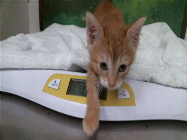Diana - Domestic Short Hair