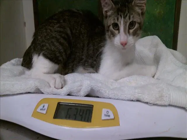 Kid - Domestic Short Hair