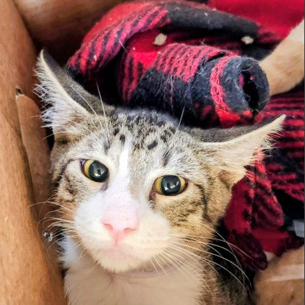 KID, a cat for adoption from City of Houston, Bureau of Animal Regulation and Care