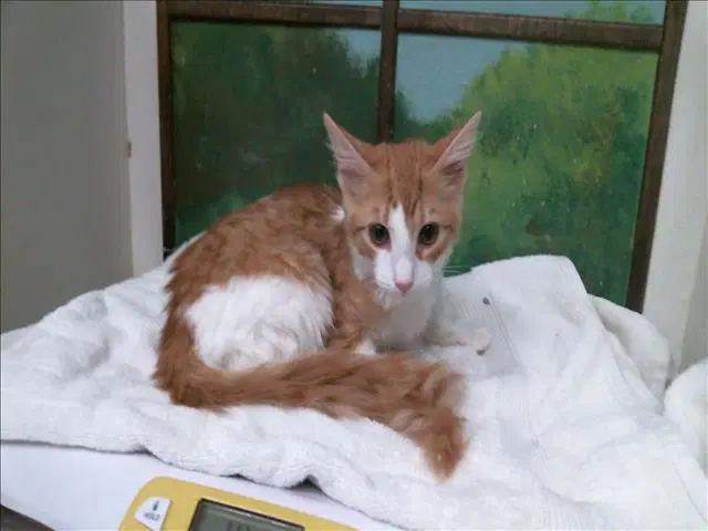 Zackary - Domestic Long Hair